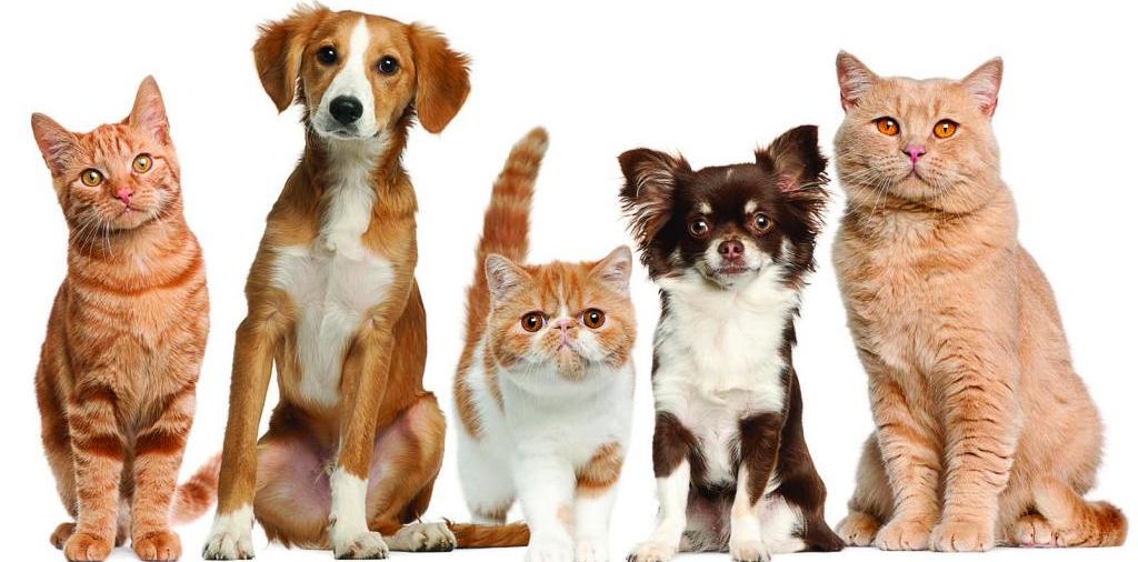 Доска объявлений о животных | ЗооТом - продажа, вязка и услуги для животных в Артеме