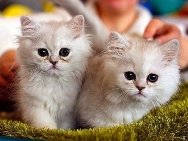 Породы кошек в Артеме | ЗооТом портал о животных