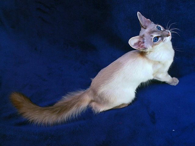 Выведенные породы кошек в Артеме | ЗооТом портал о животных