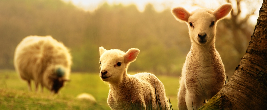 Объявления о сельскохозяйственных животных | ЗооТом - продажа, вязка и услуги для животных в Артеме