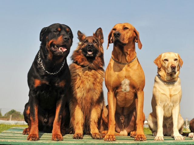 Крупные породы собак в Артеме | ЗооТом портал о животных